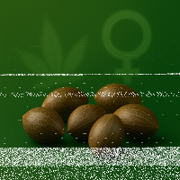 Feminisierte Seeds