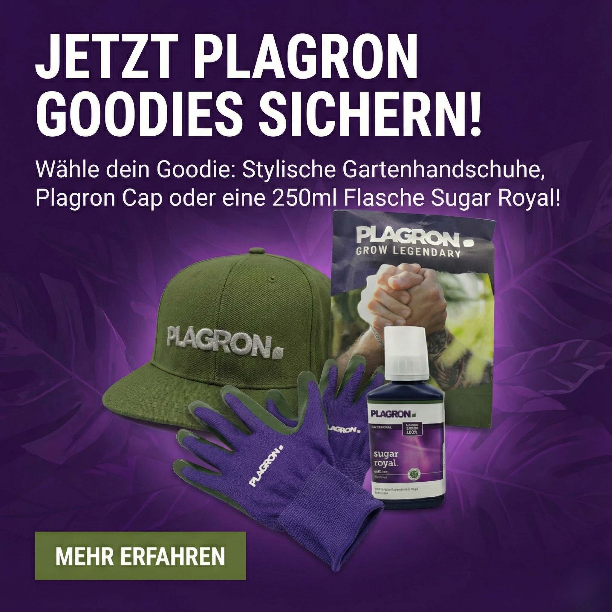 Werbekachel auf violettem Hintergrund mit Text ‚JETZT PLAGRON GOODIES SICHERN!‘; abgebildet sind Plagron Cap, Gartenhandschuhe und eine 250-ml-Flasche Sugar Royal sowie der Button ‚MEHR ERFAHREN‘