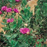 Stütznetz 1,19m x lfd. Meter