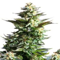 Amnesia Haze 10-12 Wochen