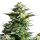 Amnesia Haze 10-12 Wochen