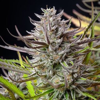 Mimosa Orange FEMINISIERT  9-10 Wochen