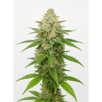 Gorilla FEMINISIERT 8-10 Wochen