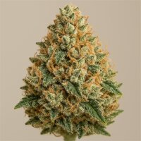 Wedding Cake AutoFlowering - 8-9 Wochen