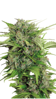 AK AutoFlowering - 9-10 Wochen
