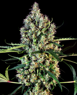 Lemon Haze AutoFlowering - 9-10 Wochen