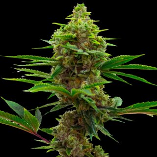 Mamba Negra AutoFlowering - 9-10 Wochen