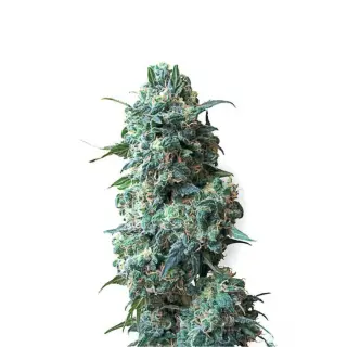 Kosher Kush AutoFlowering - 10-11 Wochen