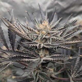 GMO AutoFlowering - 9-10 Wochen
