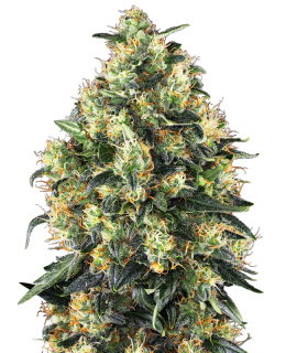 Skunk AutoFlowering - 9-10 Wochen
