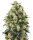 Skunk AutoFlowering - 9-10 Wochen