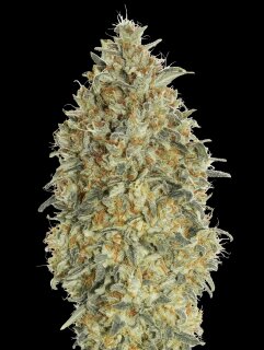 Gorilla Platinum AutoFlowering - 9–10 Wochen