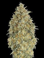 Gorilla Platinum AutoFlowering - 9–10 Wochen