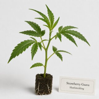 Strawberry Guava Hanfstecklinge