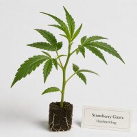 Strawberry Guava Hanfstecklinge