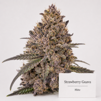 Strawberry Guava Hanfstecklinge