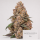 Super Buff Cherry 26 GMSL cut Hanfstecklinge