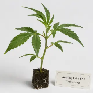 Wedding Cake BX1 Hanfstecklinge