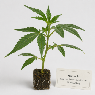 Studio 54 (Deep East Farms x Doja Pak Cut) Hanfstecklinge