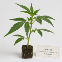 Studio 54 (Deep East Farms x Doja Pak Cut) Hanfstecklinge