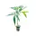 Studio 54 (Deep East Farms x Doja Pak Cut) Hanfstecklinge