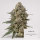 Studio 54 (Deep East Farms x Doja Pak Cut) Hanfstecklinge