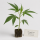 Pinapple Fruz Hanfstecklinge (Seed Junky Cut)