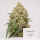 Pinapple Fruz Hanfstecklinge (Seed Junky Cut)