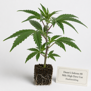 Ztrawberry Greenhouse Breeder-Cut Runtz x A.M.S