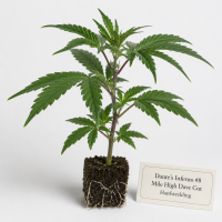 Ztrawberry Greenhouse Breeder-Cut Runtz x A.M.S