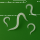 Steinernema feltiae (Nematoden) 100m2 gegen Trauermücken