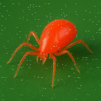 Phytoseiulus persimilis (Raubmilben)  1000Stck/200m²...