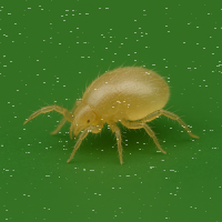 Amblyseius Californicus (Raubmilben)  lose 1000Stk....
