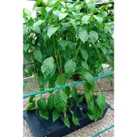 Nutriculture - Gro-Tank System NFT GT100