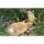 Amblyseius swirskii (Raubmilben) Tütchen 6250Stk. 100m² gegen Thripse, Spinnmilben, Weiße Fliegen, Falsche Spinnmilben Für hohe Temperaturen
