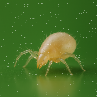 Neoseiulus cucumeris Tütchen 25Stk.Raubmilben gegen...